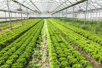 Image showing culture of organic salad in greenhouses