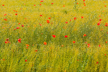 Image showing poppies in a field of flax