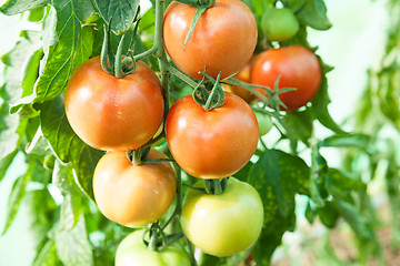 Image showing Organic tomatoes in a greenhouse