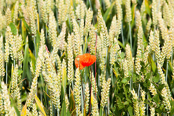 Image showing poppies in a field of wheat
