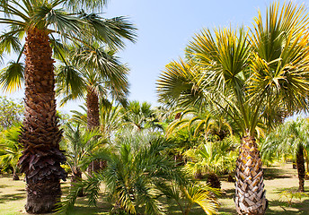 Image showing palm garden under a blue sky