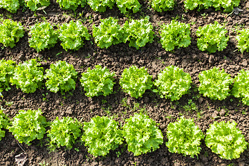 Image showing culture of organic salad in greenhouses