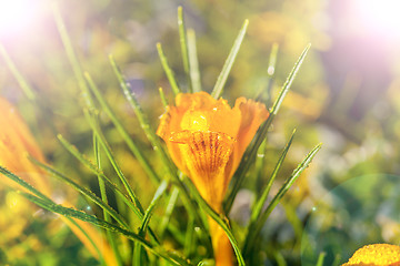 Image showing crocus yellow in the morning frost