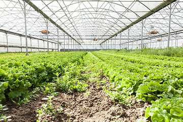 Image showing culture of organic salad in greenhouses