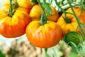 Image showing Organic tomatoes in a greenhouse