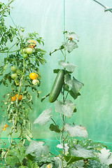 Image showing Organic tomatoes in a greenhouse