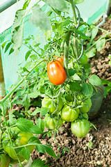 Image showing Organic tomatoes in a greenhouse