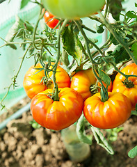 Image showing Organic tomatoes in a greenhouse