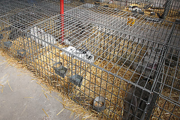 Image showing Rabbits in Cages