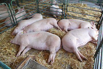 Image showing Dead Pigs
