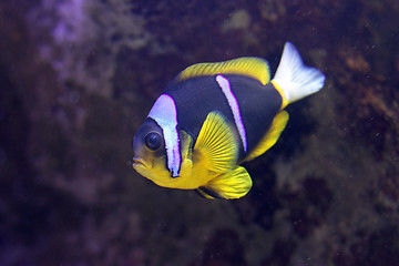 Image showing Clarks Anemone Fish