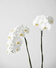 Image showing white orchid flower