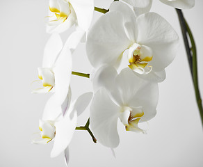 Image showing white orchid flower