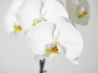 Image showing white orchid flower