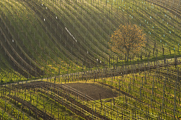 Image showing Vineyards in spring