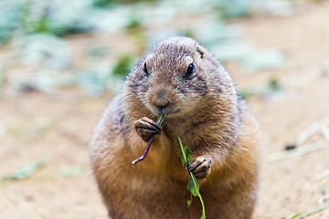 Image showing Black-tailed prairie dog