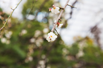 Image showing close up of beautiful sakura tree blossoms