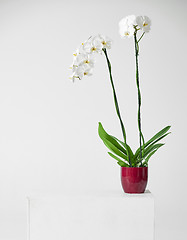 Image showing white orchid flower