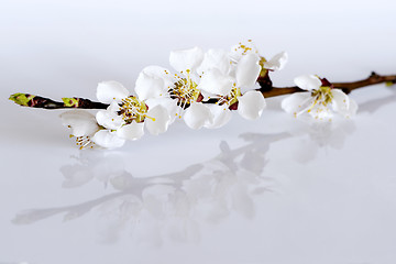 Image showing Twig of fruit tree with blossoms and buds