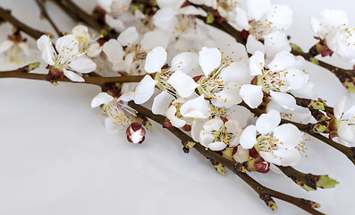 Image showing Twigs of fruit tree with blossoms and buds