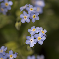 Image showing Detail of forget-me-not flowers