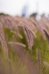 Image showing Alpine meadow