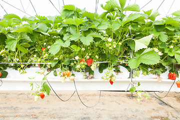 Image showing culture in a greenhouse strawberry and strawberries