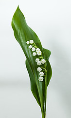 Image showing lily of the valley with 13 bells lucky