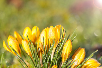 Image showing crocus yellow in the morning frost