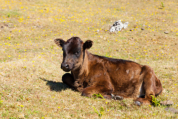 Image showing Cow and veal pasture in the mountains madeira