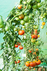 Image showing Organic tomatoes in a greenhouse