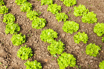 Image showing culture of organic salad in greenhouses