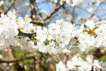 Image showing flowering cherry branch on a blue sky