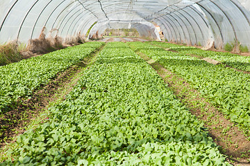 Image showing organic radish planting in greenhouses