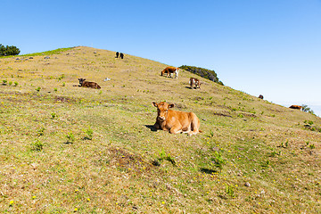 Image showing Cow and veal pasture in the mountains madeira