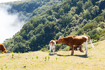 Image showing Cow and veal pasture in the mountains madeira