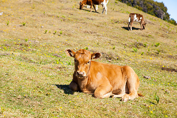 Image showing Cow and veal pasture in the mountains madeira