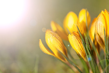 Image showing crocus yellow in the morning frost