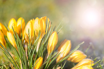 Image showing crocus yellow in the morning frost