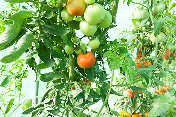 Image showing Organic tomatoes in a greenhouse