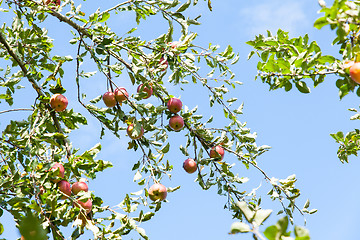 Image showing apples in an apple tree in summer