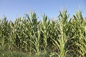 Image showing Green Corn