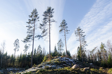 Image showing Tall pine trees on a hill
