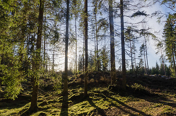 Image showing Beautiful bright forest background