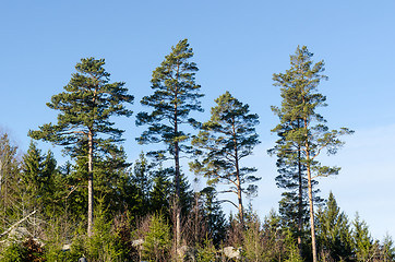 Image showing Beautiful growing pine trees