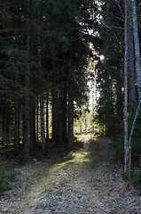 Image showing Footpath in a coniferous forest