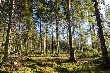 Image showing Wonderful green mossy forest