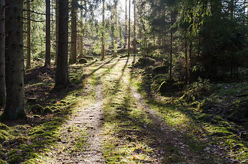 Image showing Beautiful bright green forest