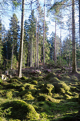 Image showing Green mossy ground in the woods