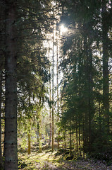 Image showing Sunlight in a beautiful forest